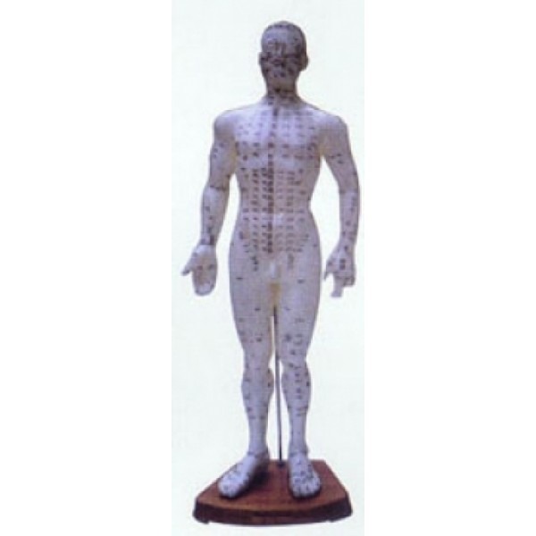 Akupunkturní model, muž 50 cm